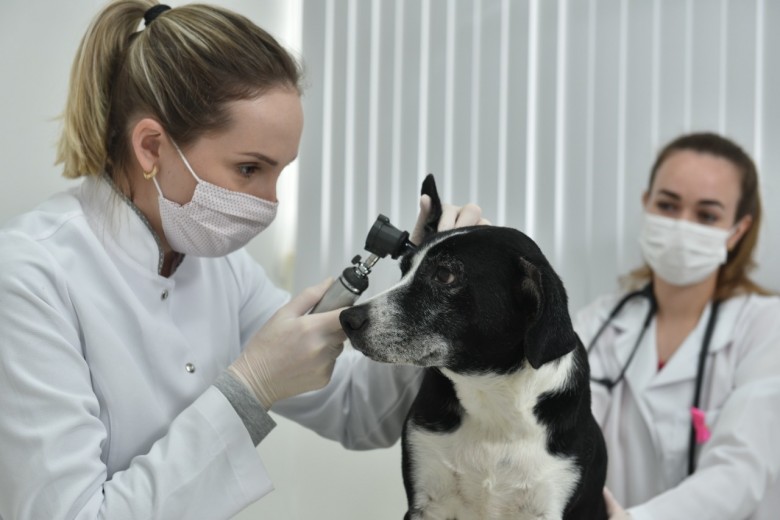 Curso Online: O jogo do diagnóstico veterinário * Raciocínio Clínico Vet 