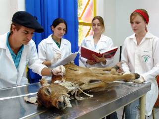 Laboratório animal de Medicina veterinária